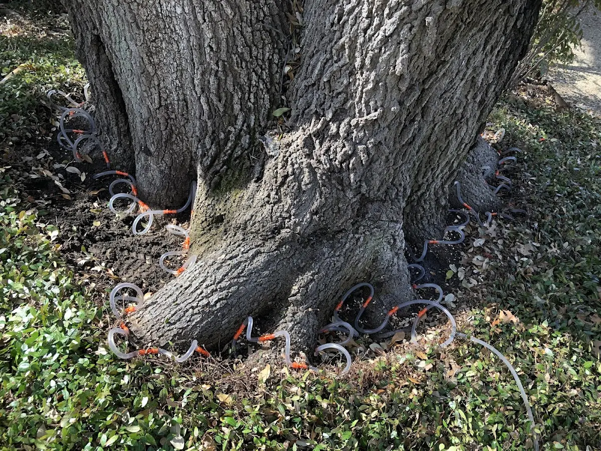 Detailed Tree Cabling and Bracing job site in Athena